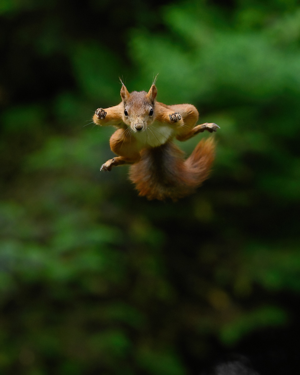Red squirrel jumping high