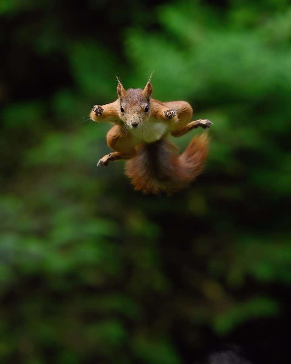 Red squirrel jumping high
