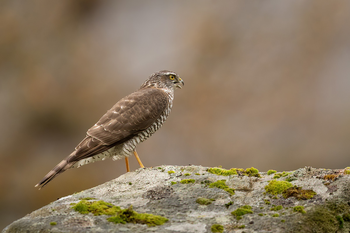 Sparrowhawk calling from a rock