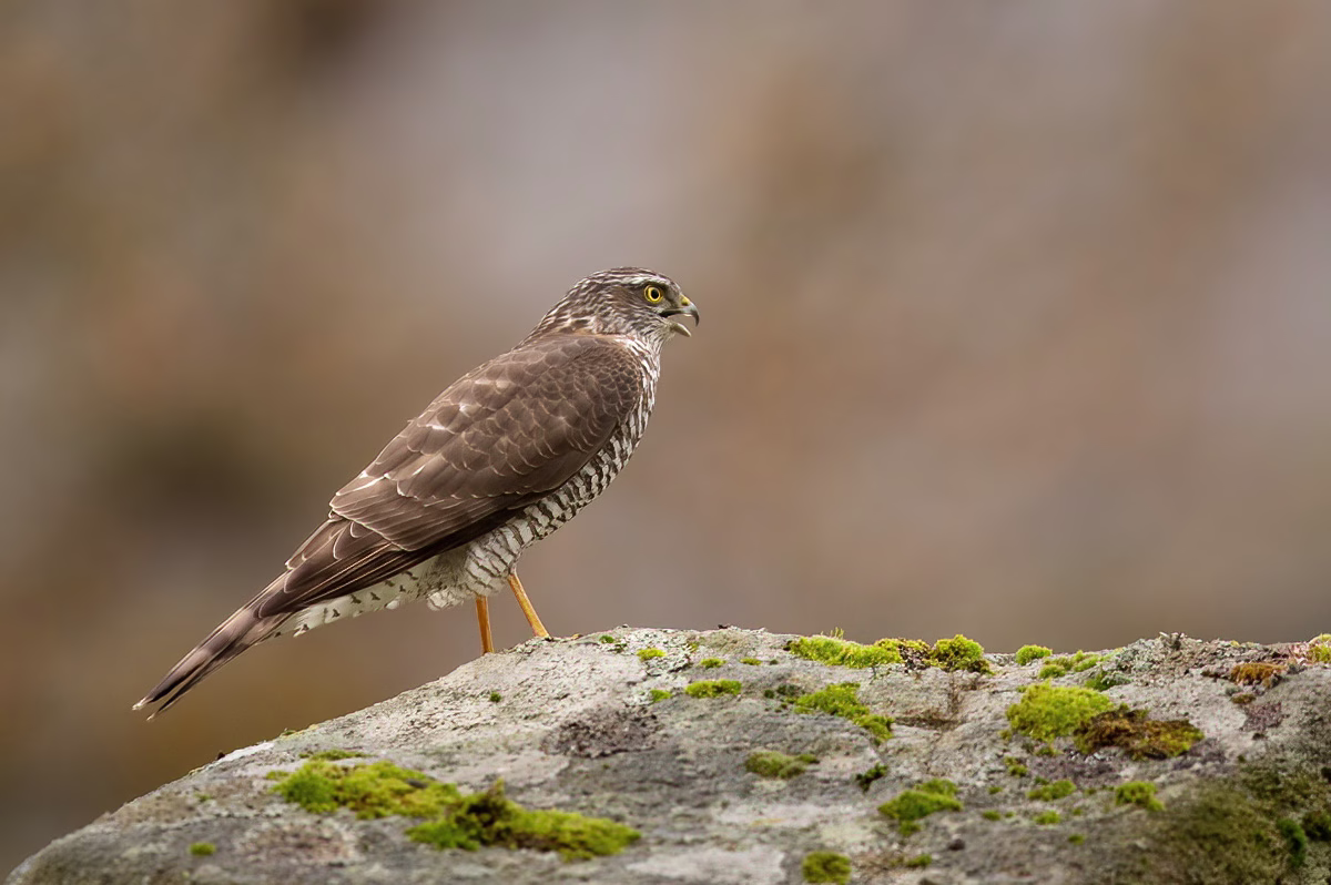 Sparrowhawk calling from a rock