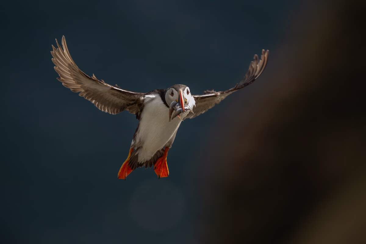 Puffin with its beak full of fish
