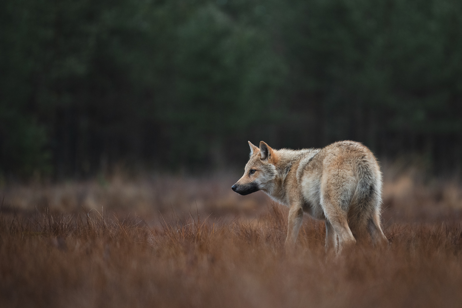 Wolf with its tail between the legs