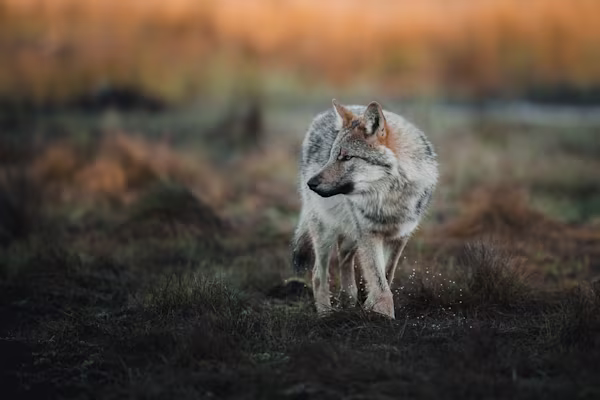 Wolf on the hunt