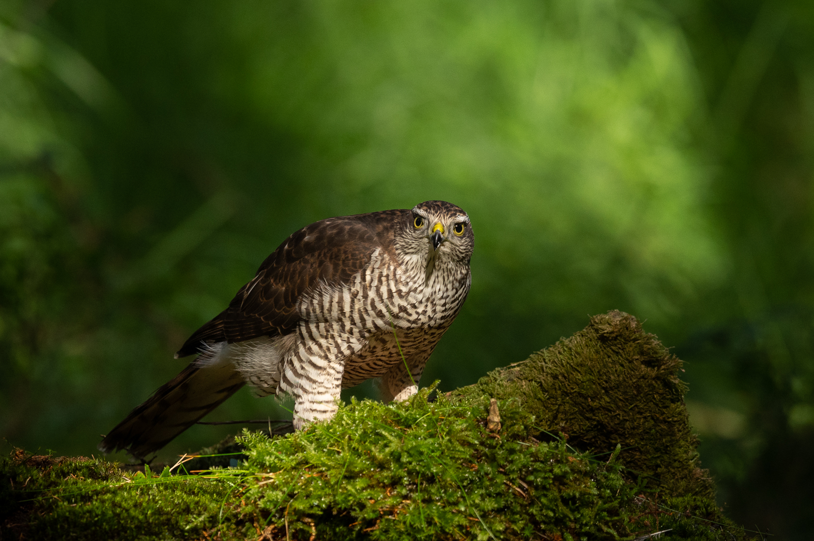 Sparrowhawk in the sunlight on forest floor