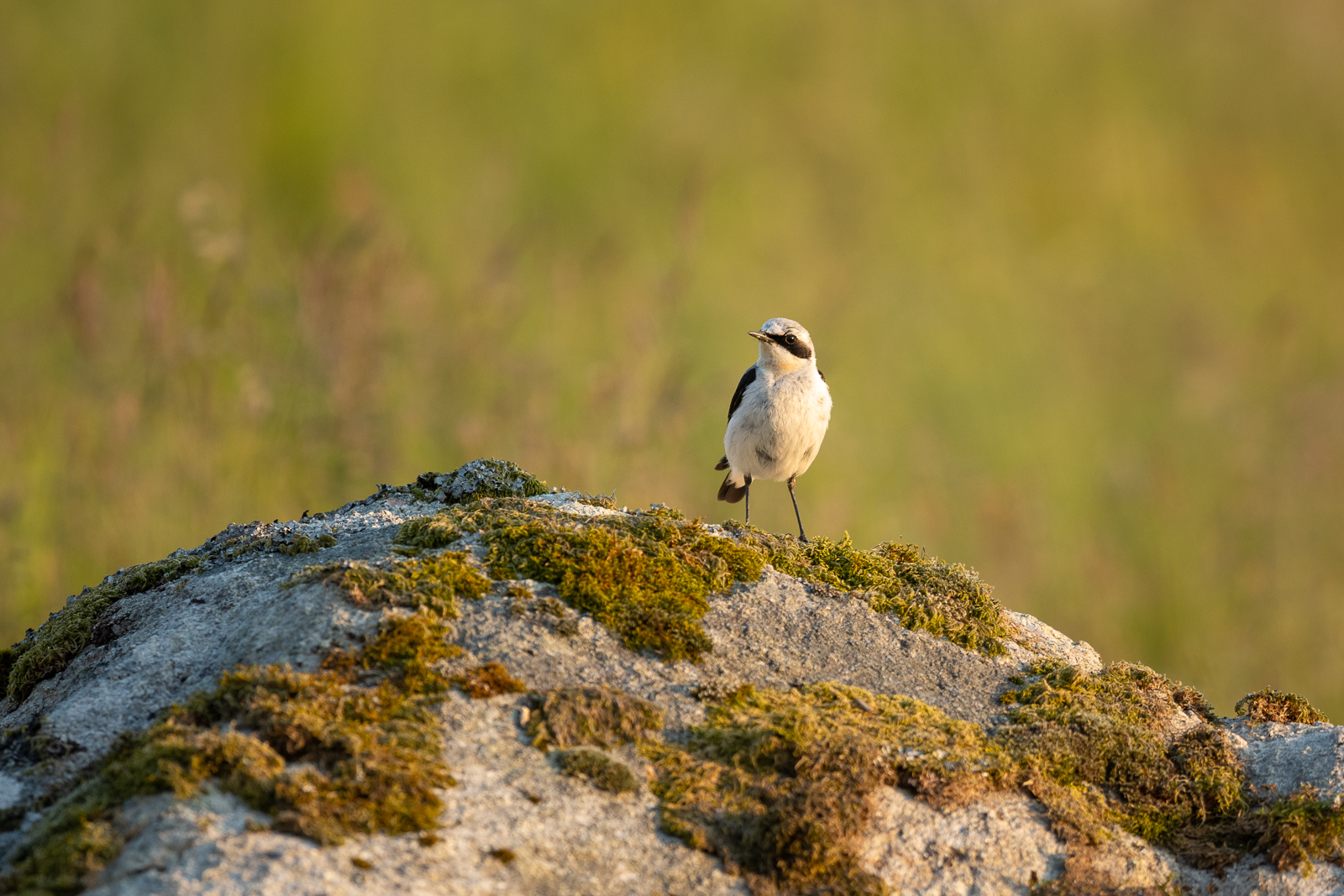 Wheatear in evening light