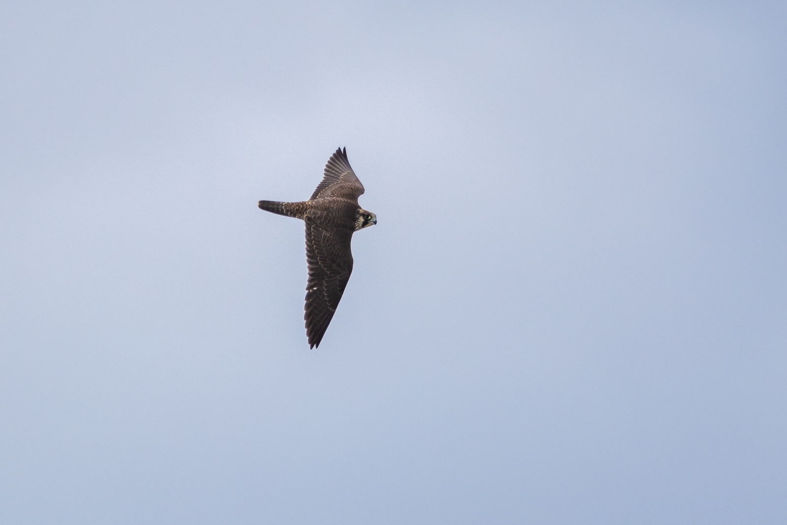 Peregrine falcon hunting