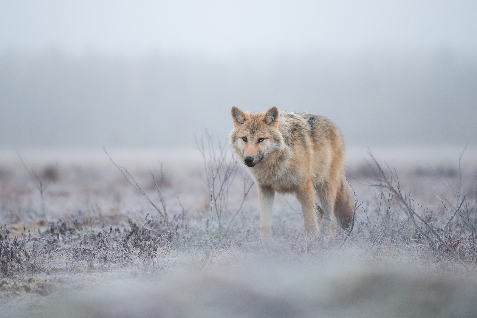 Focused grey wolf a frosty morning