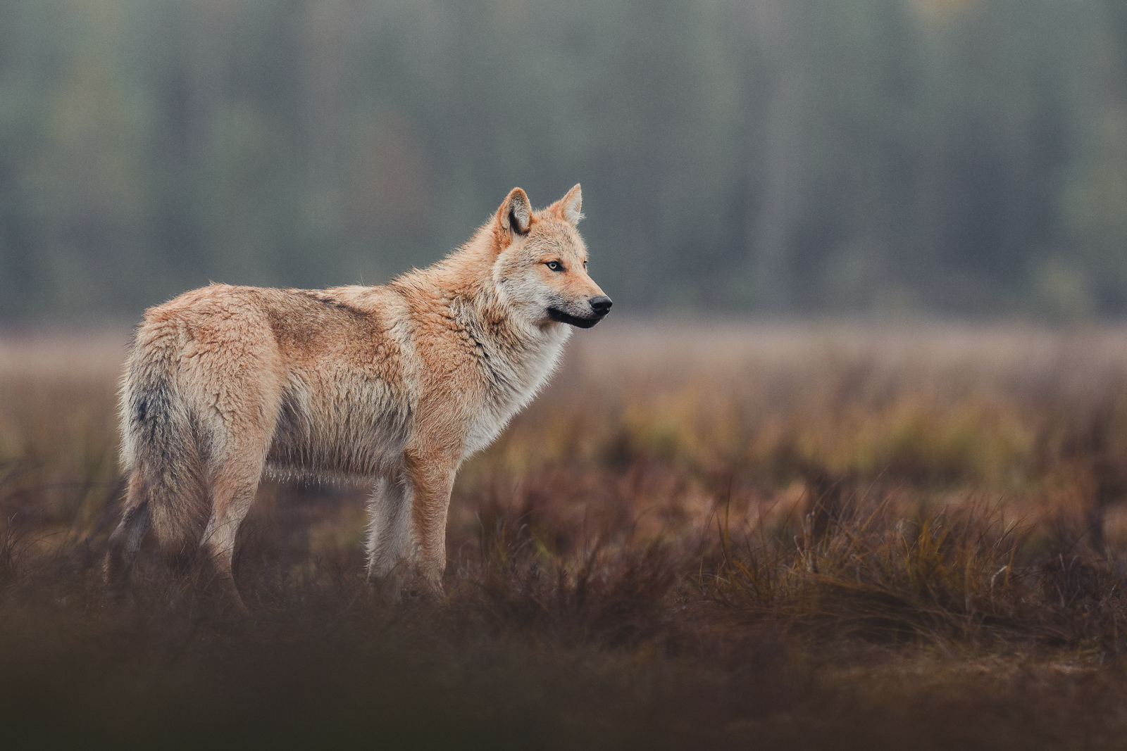 The grey wolf looking over its territory