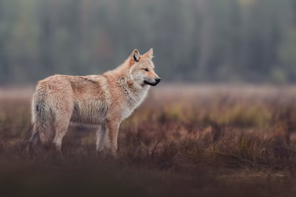 The grey wolf looking over its territory