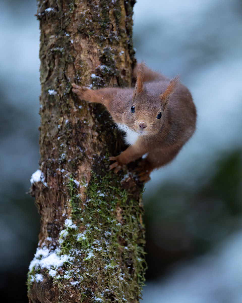 Squirrel climbing down the tree