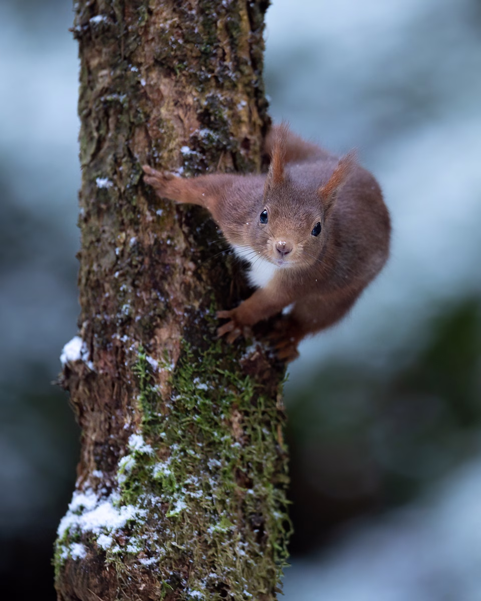 Squirrel climbing down the tree