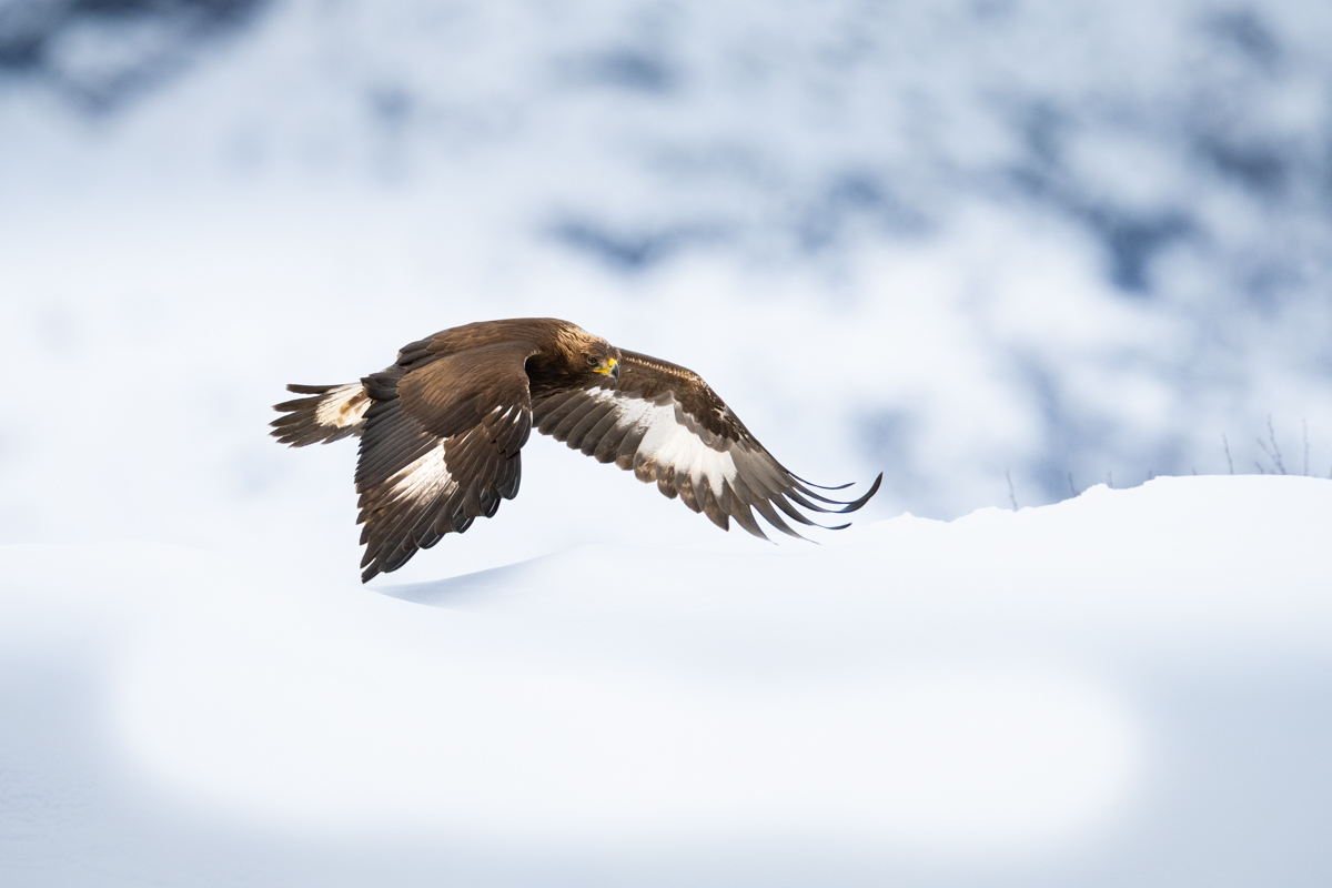 Golden eagle flying low over the snow