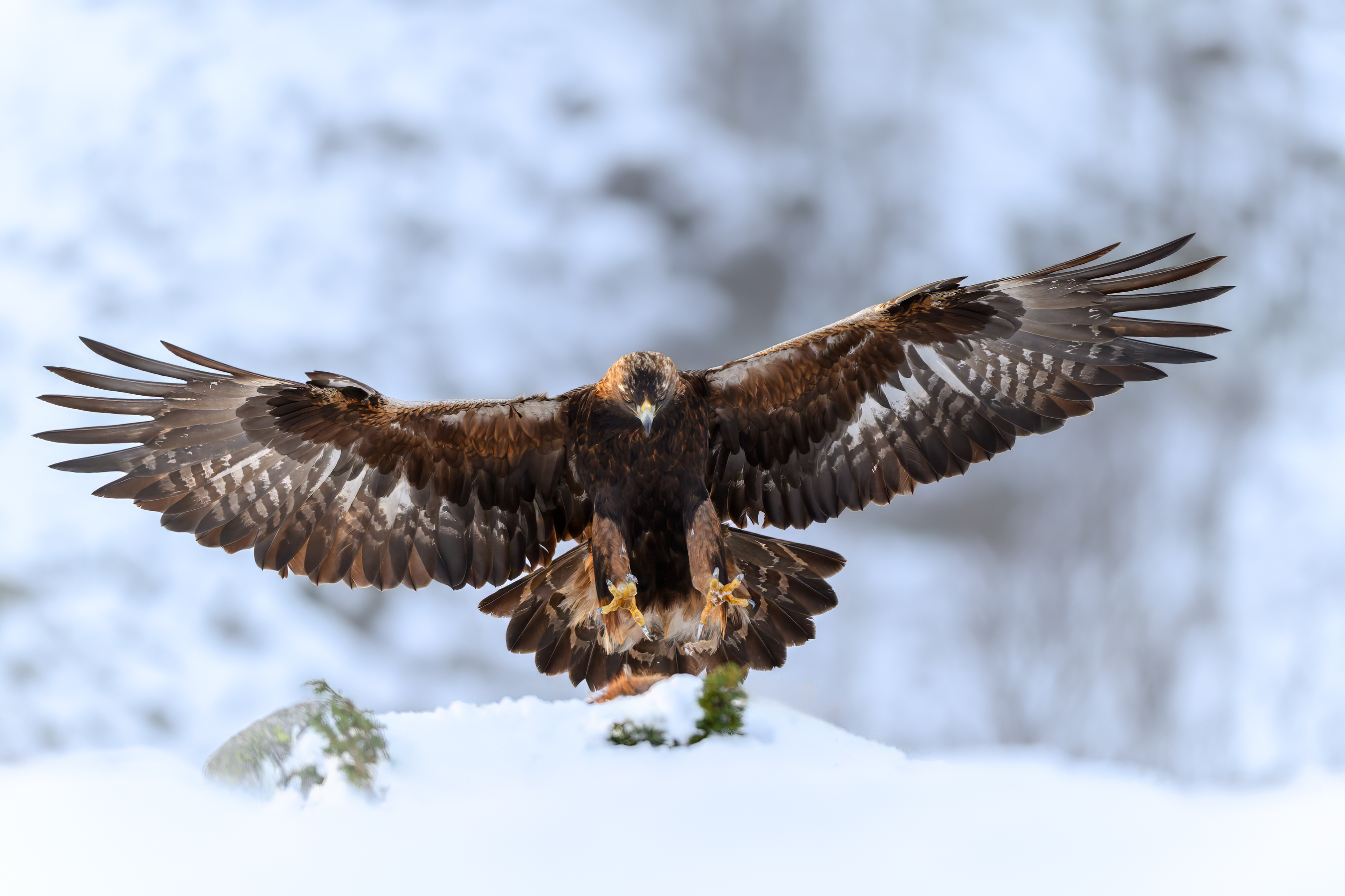 Adult male golden eagle approaching