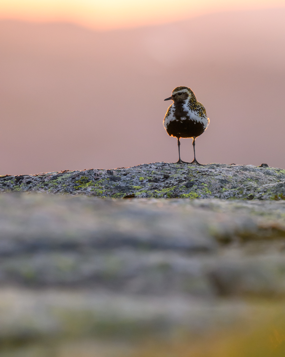 Golden plover in soft backlight