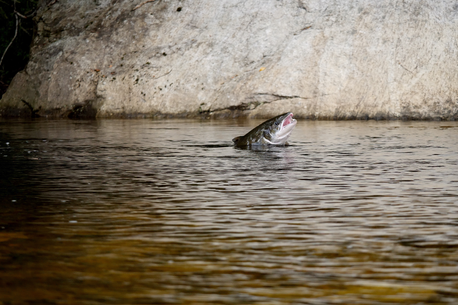 Salmon rising in Dirdal