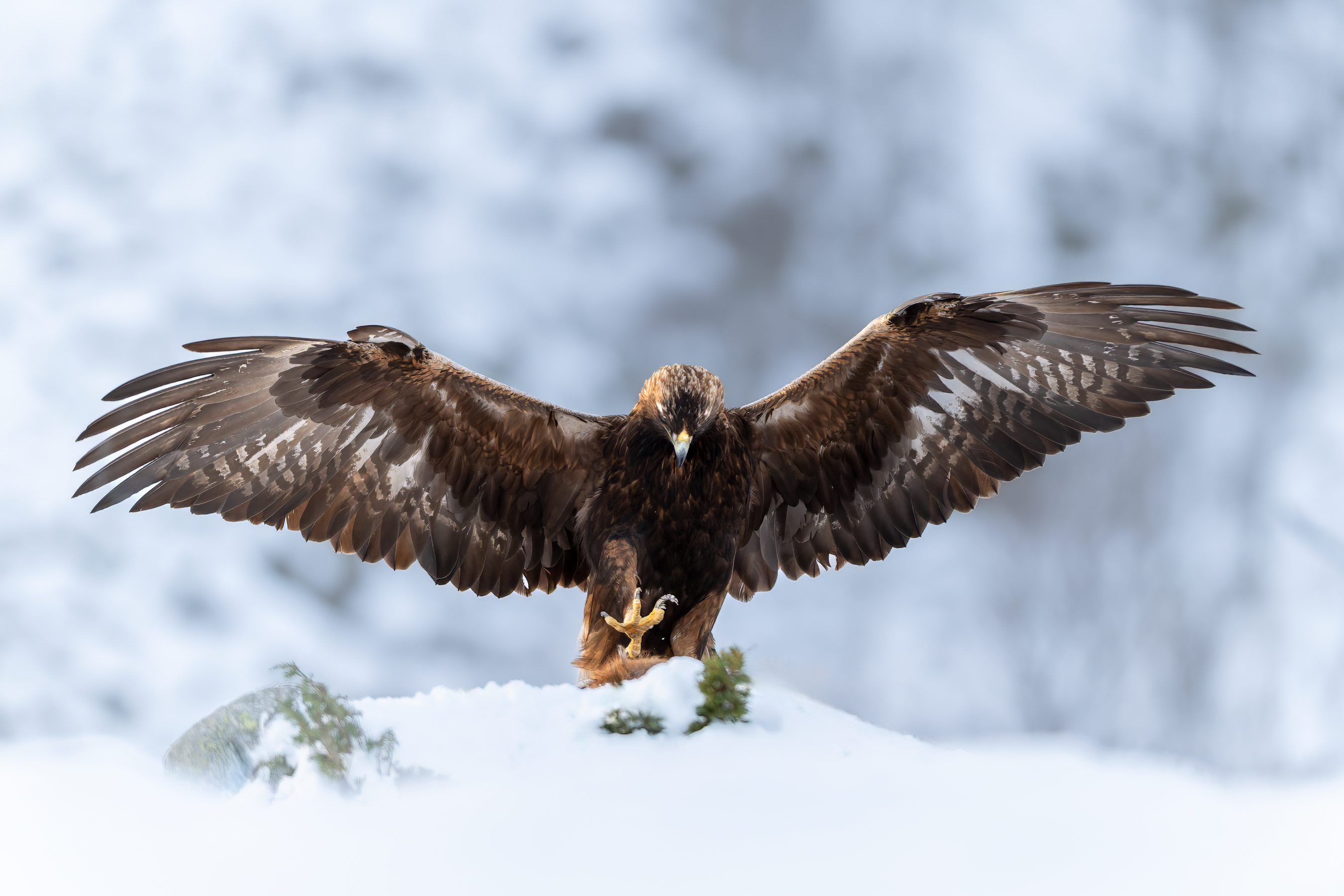 Adult male eagle grabbing the prey