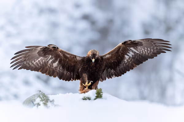 Adult male eagle grabbing the prey
