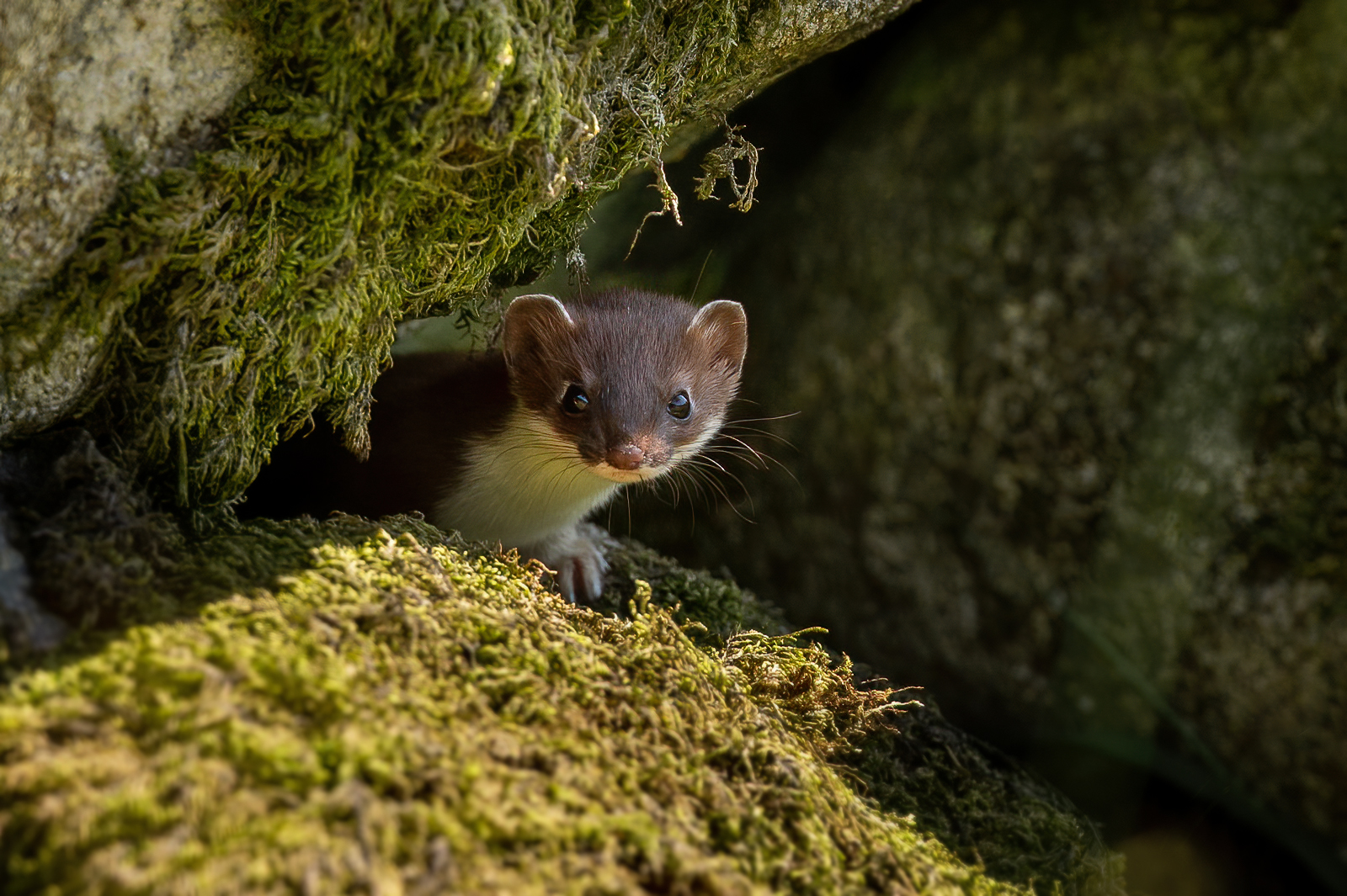 The stoat peeking out from the stone wall
