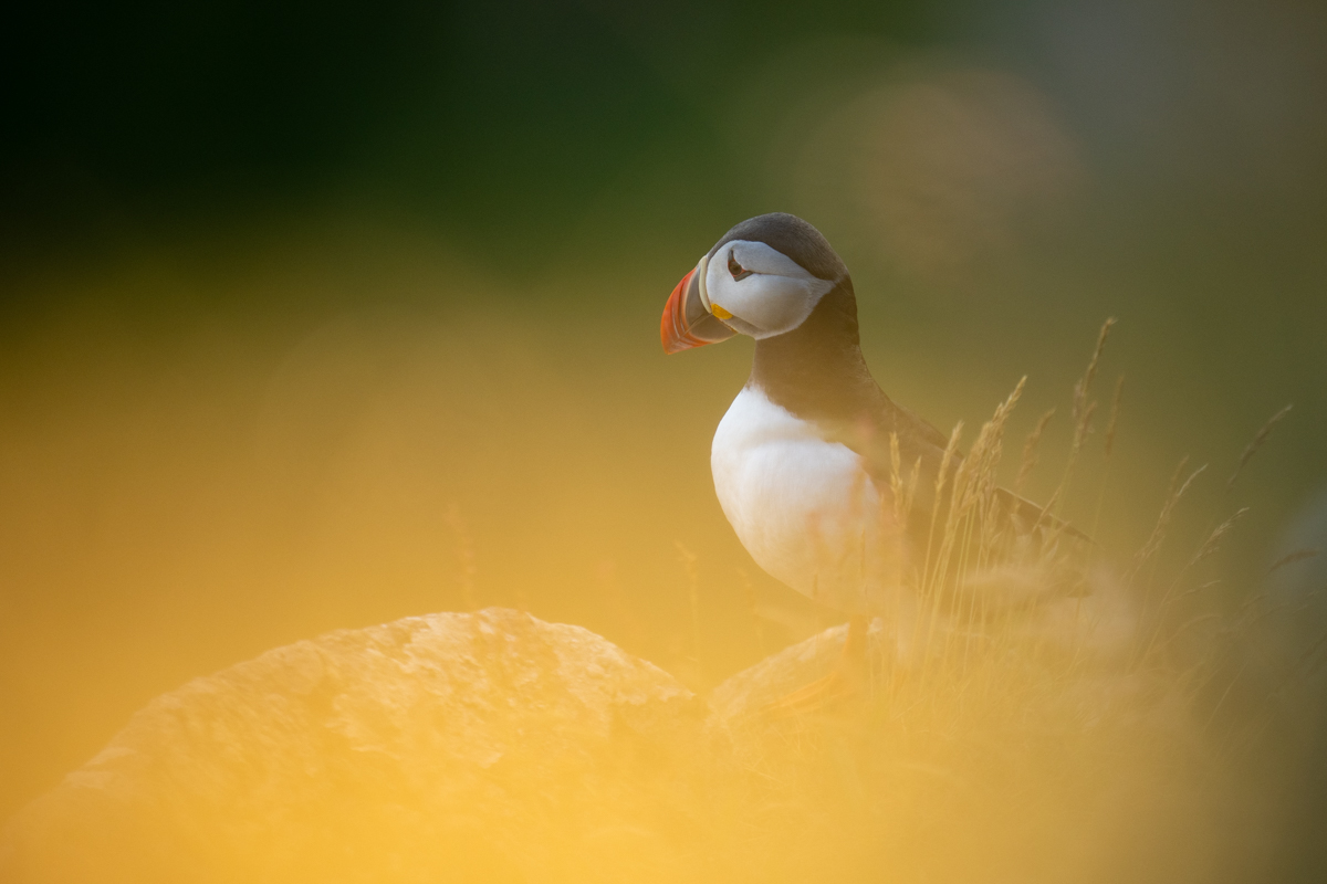 Puffin resting in the evening light