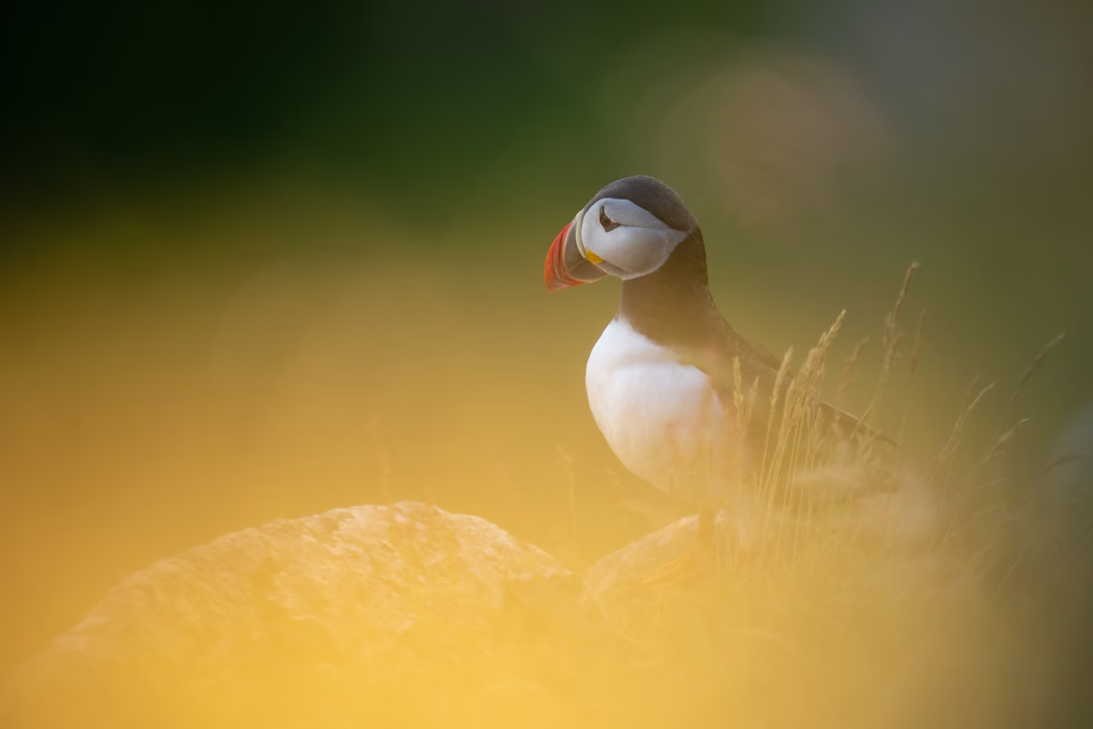 Puffin resting in the evening light