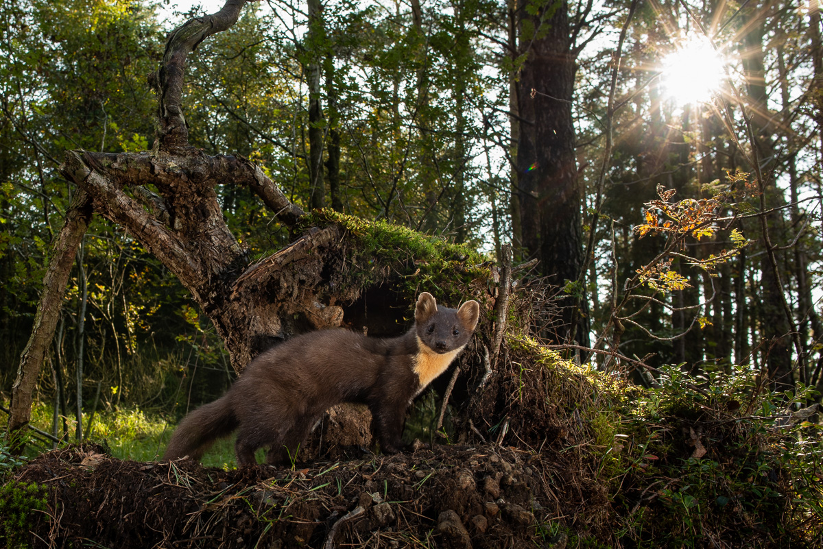 Marten in the sunlight