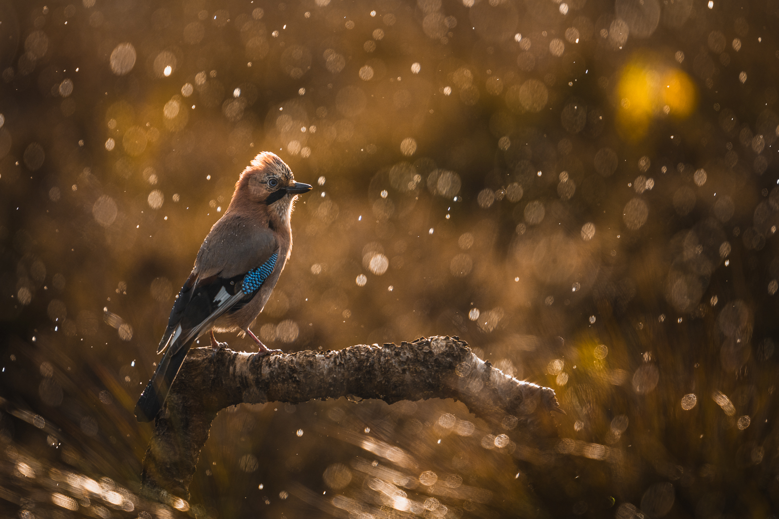 Eurasian jay in rain and sun