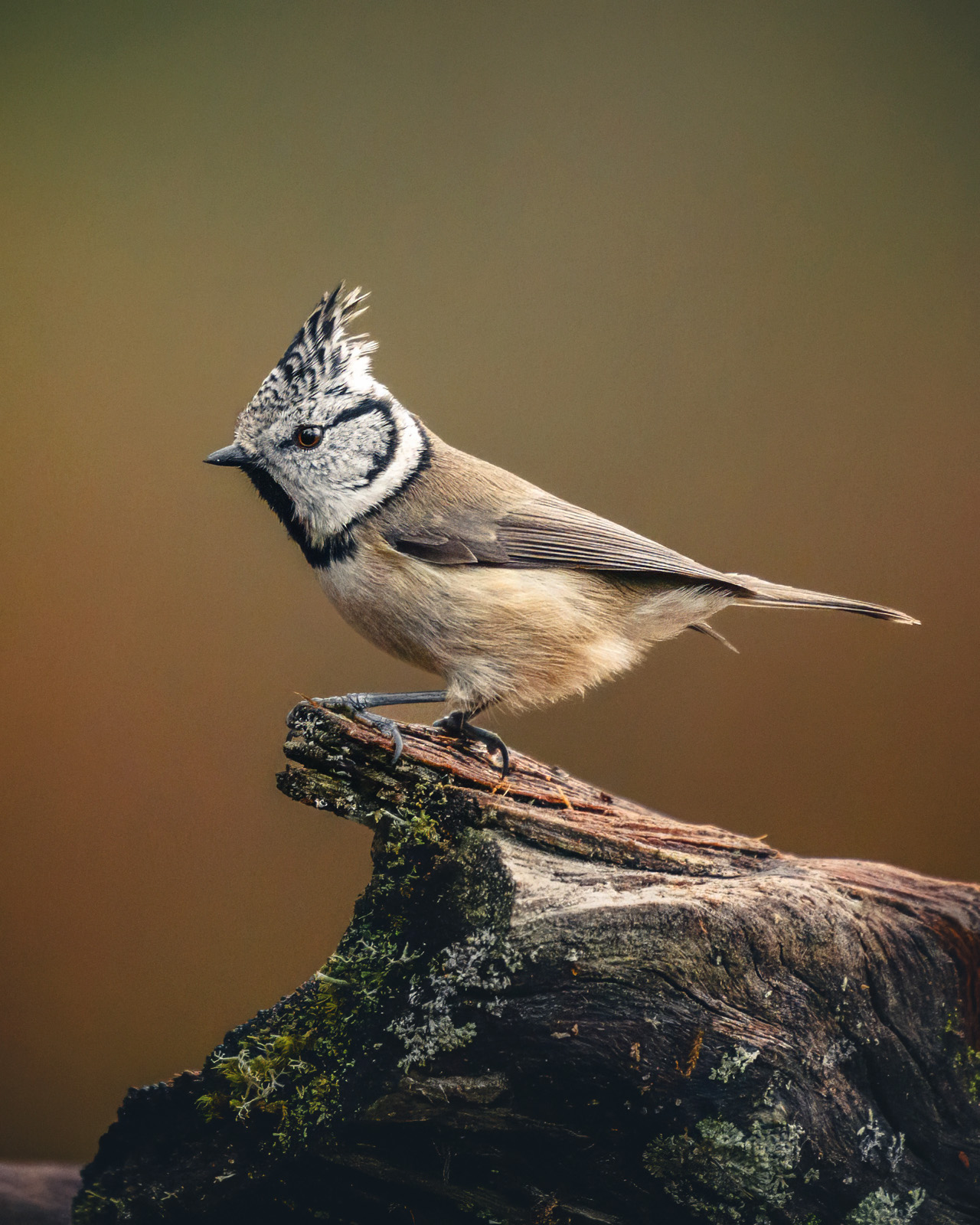 Crested tit in the autumn forest