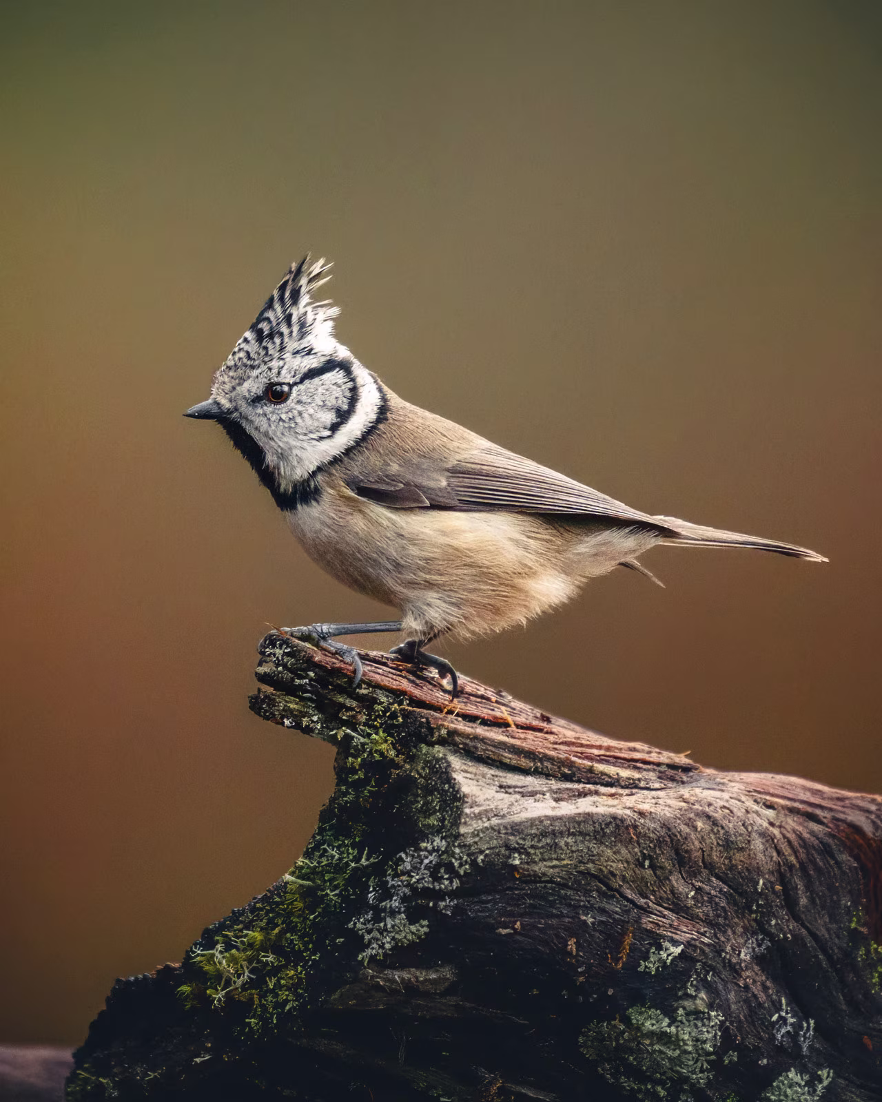 Crested tit in the autumn forest