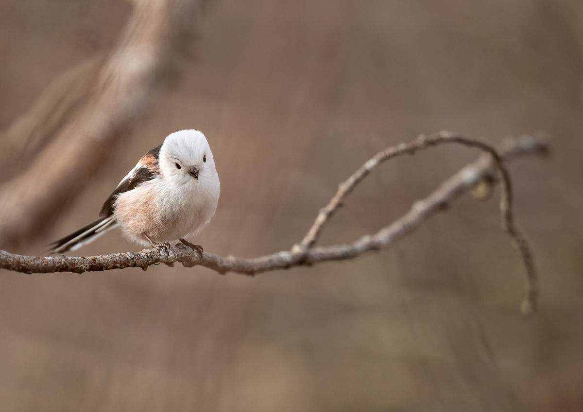 Long-tailed tit in the trees