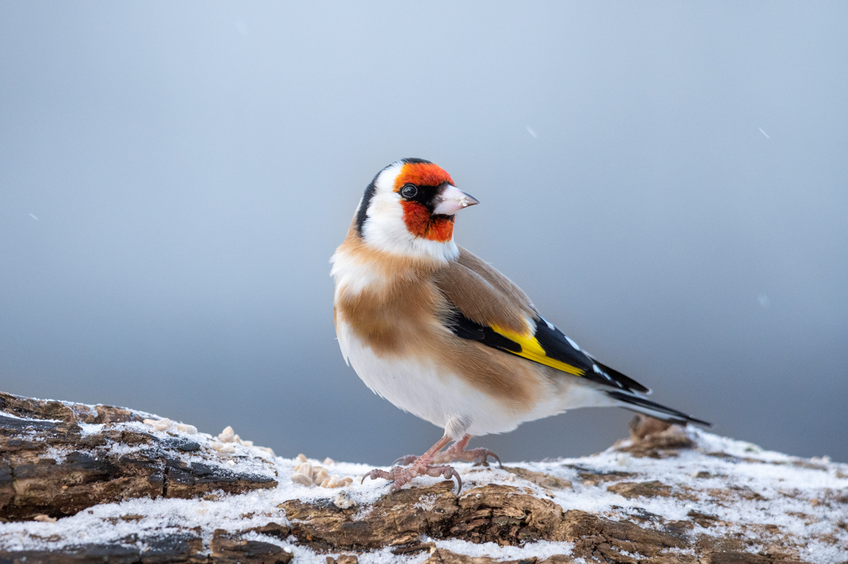 Goldfinch on a winterly visit