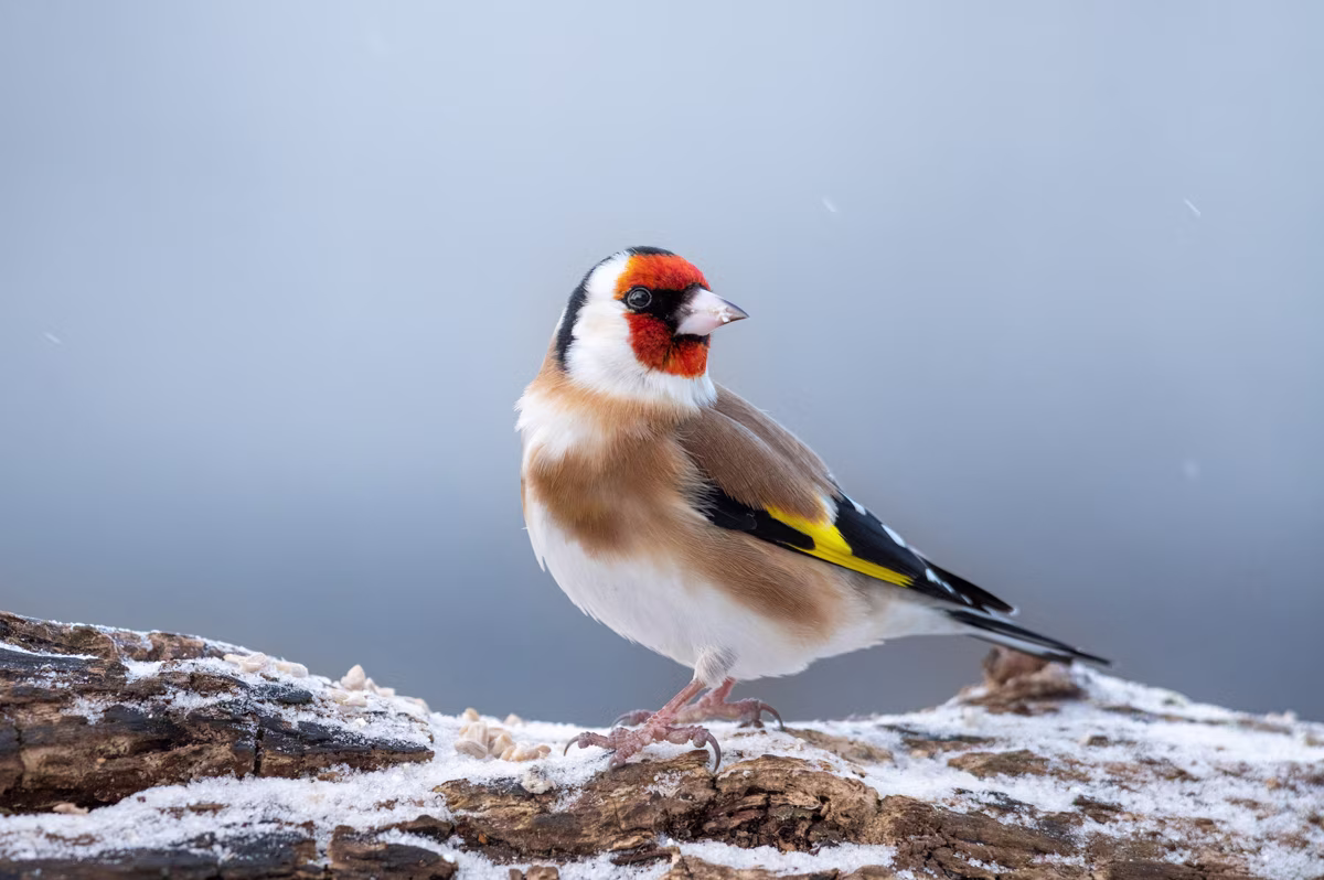 Goldfinch on a winterly visit