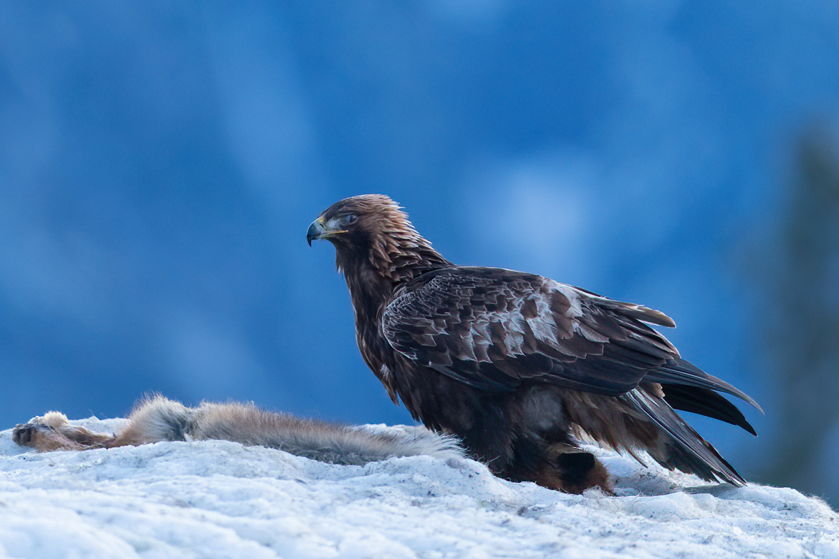 Golden Eagle in the blue hour