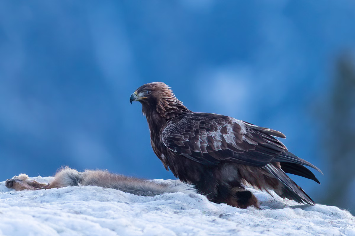 Golden Eagle in the blue hour