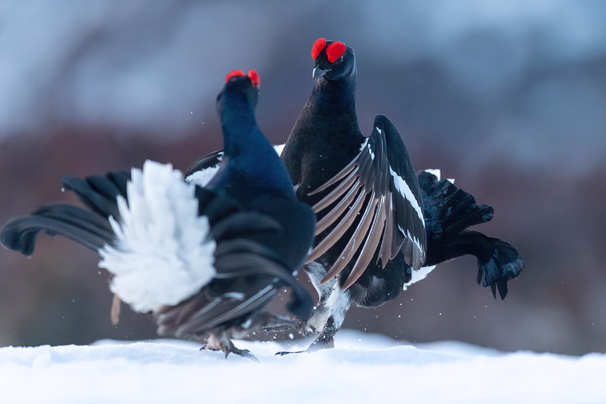 Black grouse fighting