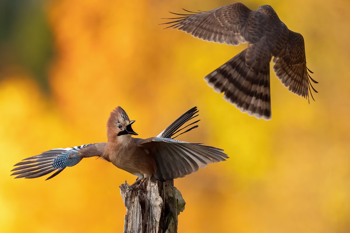 Jay under attack by the sparrowhawk