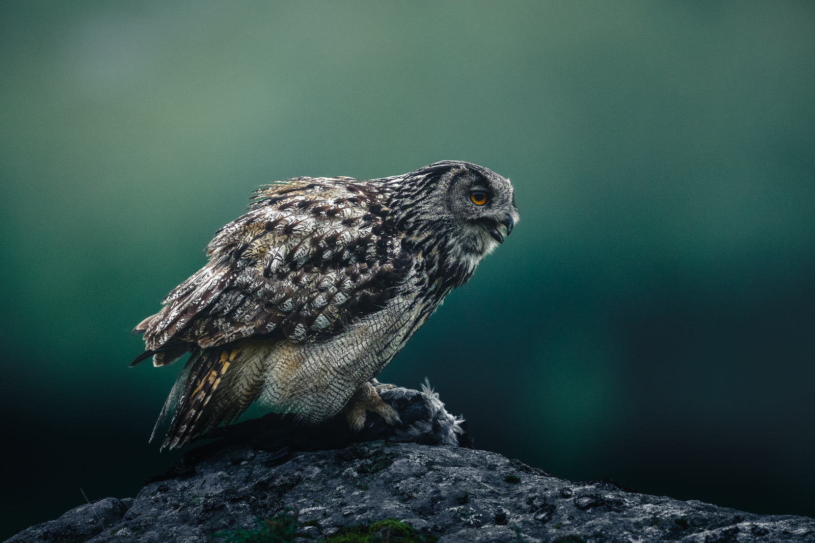 Eagle owl feeding on a caught crow