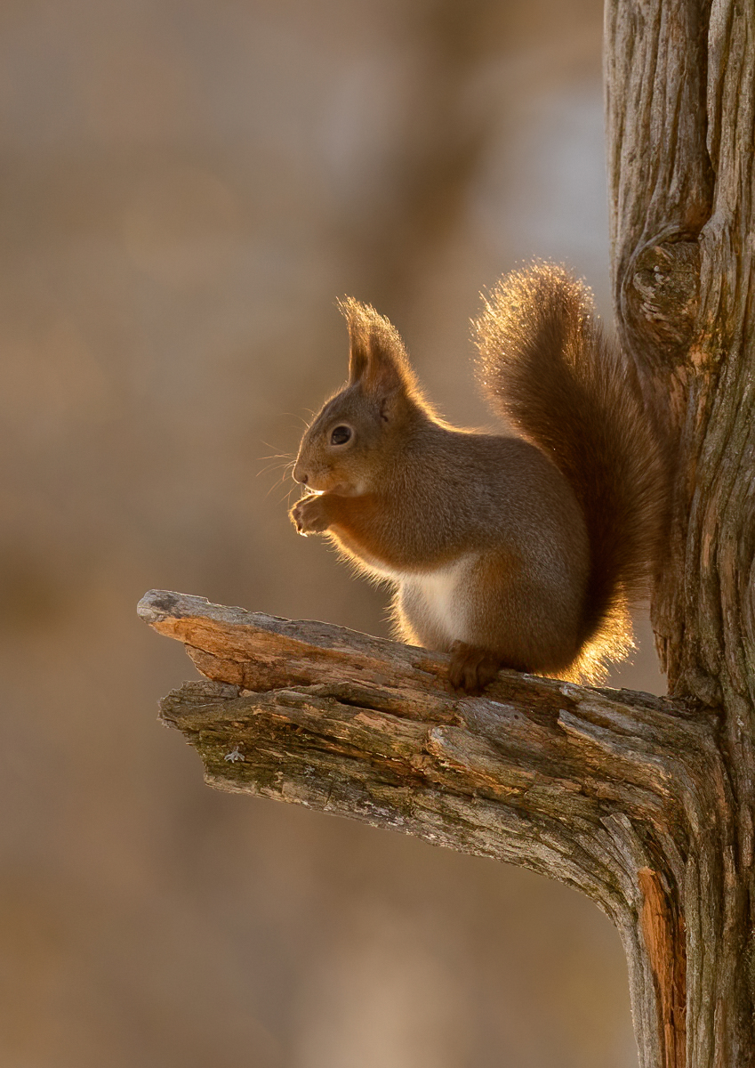 Squirrel resting in the golden morning light