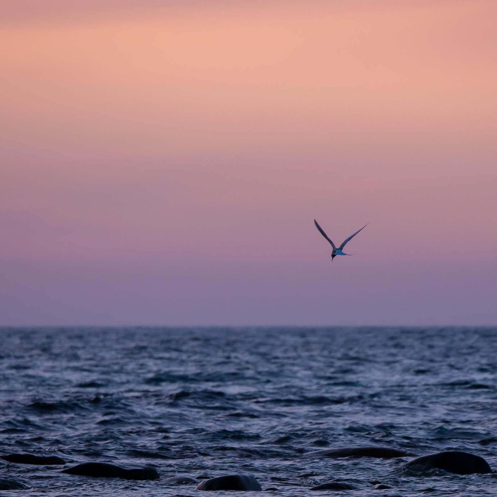Arctic tern in evening light