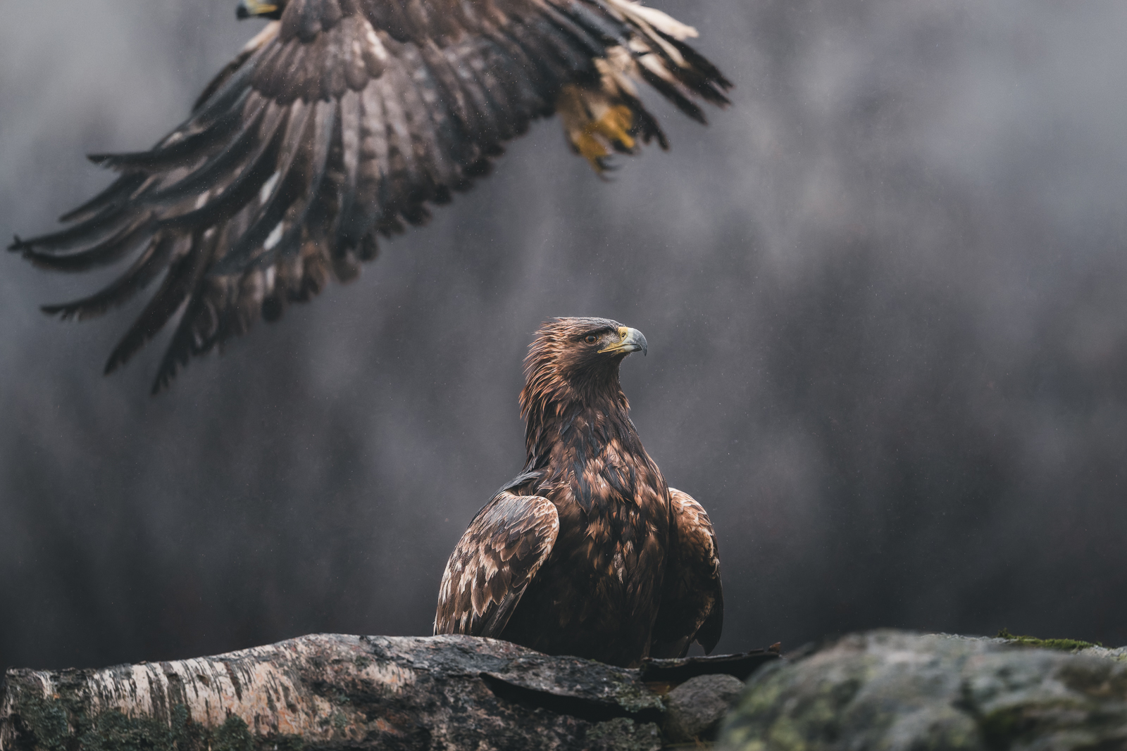 Golden eagle standing its ground