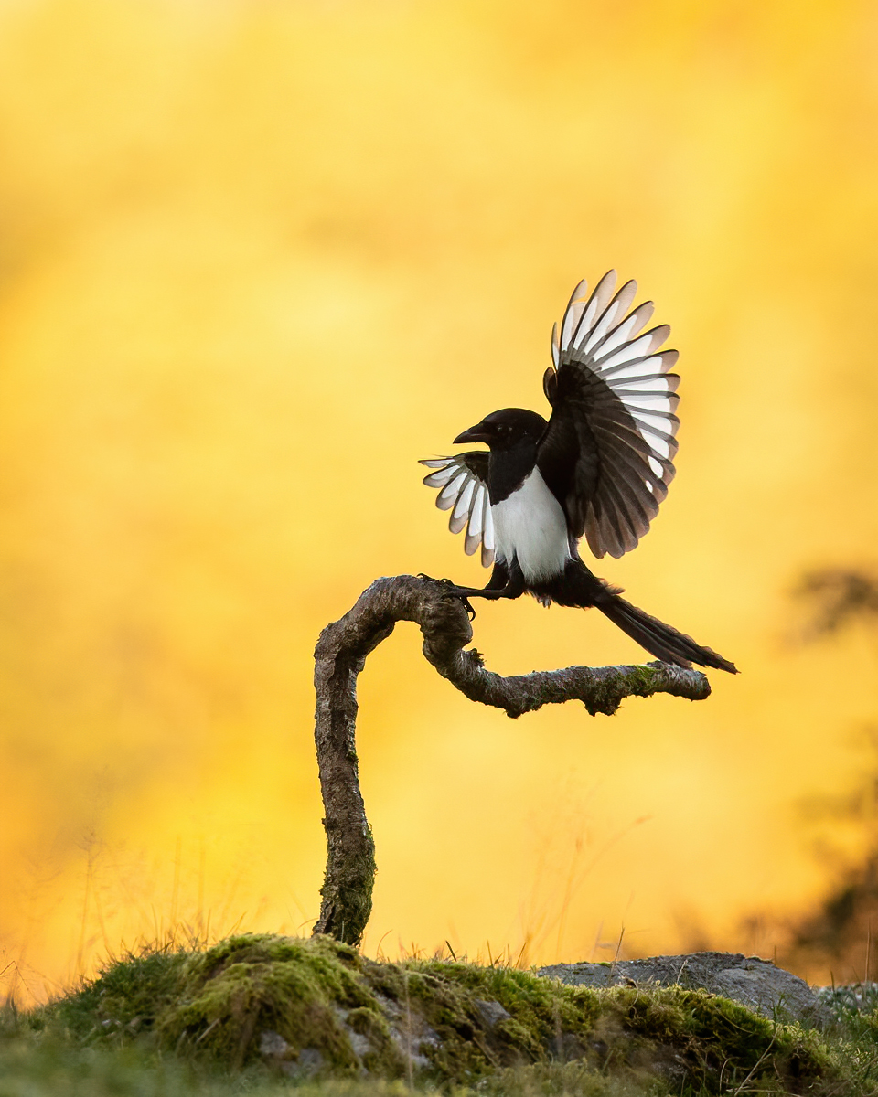 Magpie in for landing