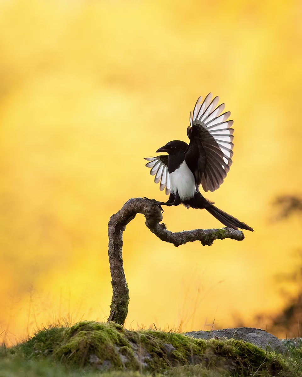 Magpie in for landing