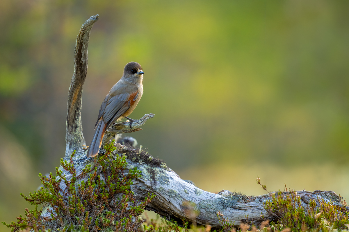 Siberian jay on an old log