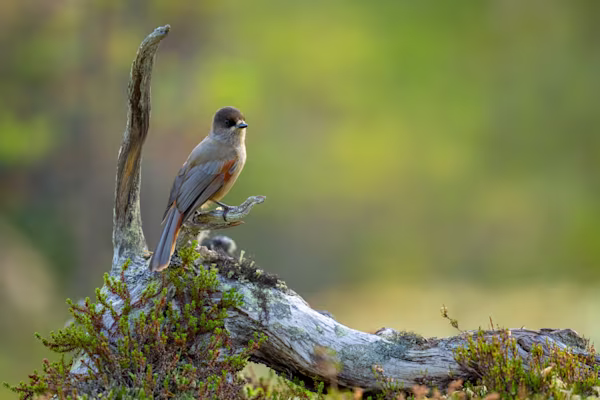 Siberian jay on an old log