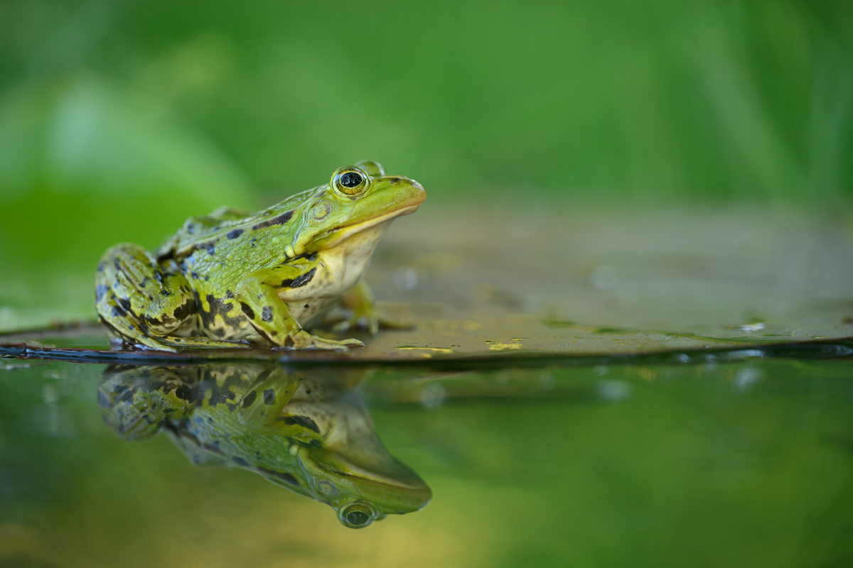 Green frog with reflection