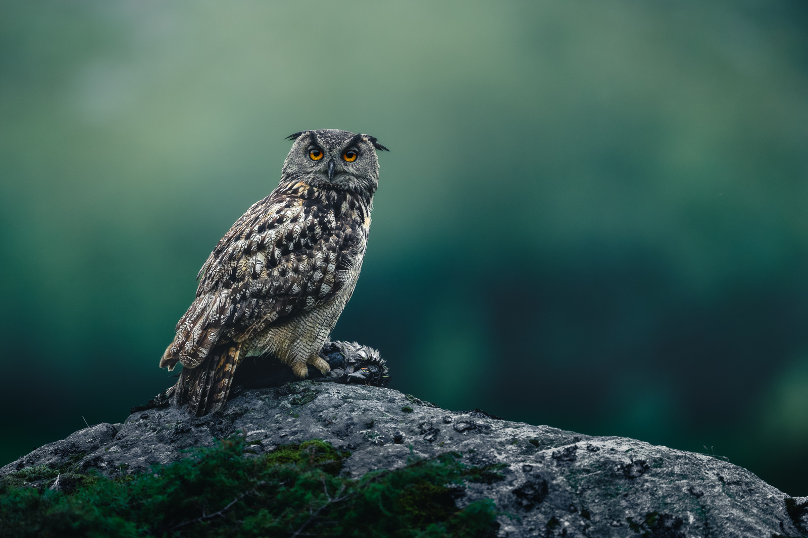 The eagle owl with a crow prey