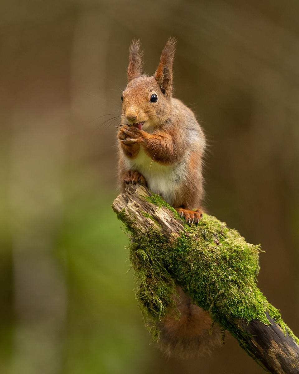 Squirrel licking its fingers
