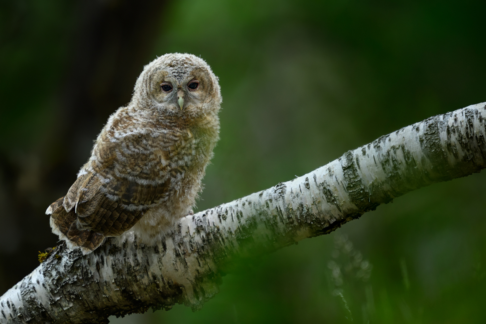 Tawny owl chick on a birch branch