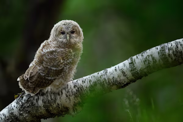 Tawny owl chick on a birch branch