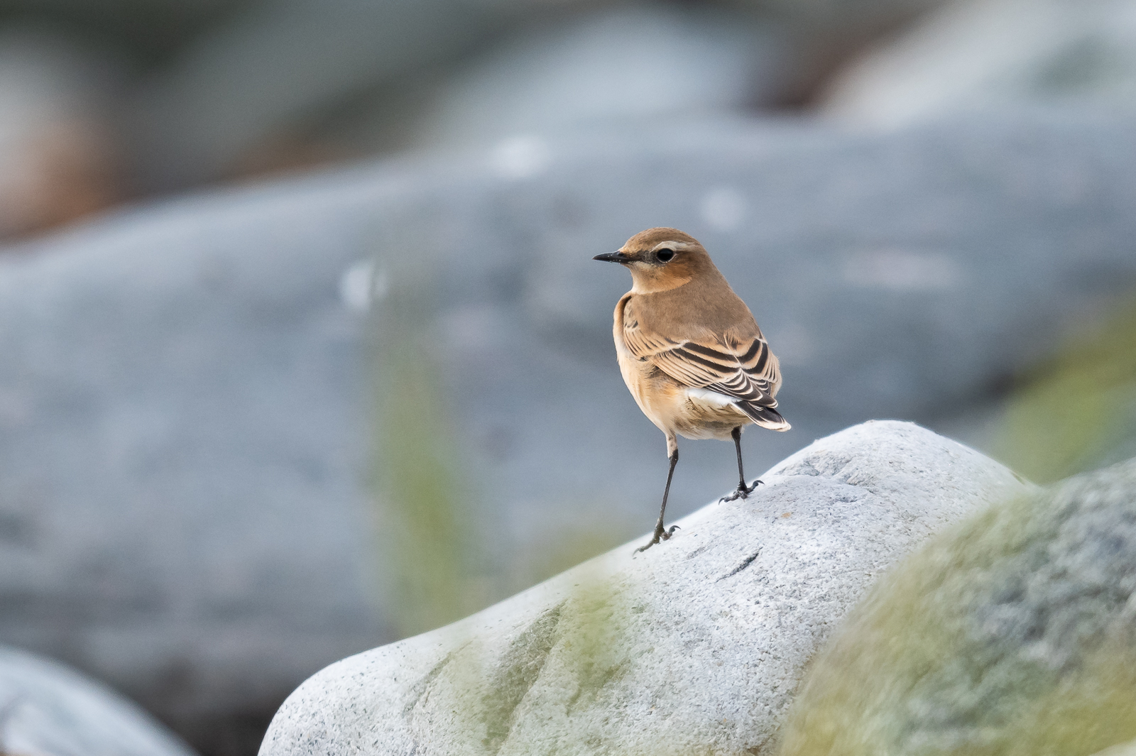 Wheatear on a stone