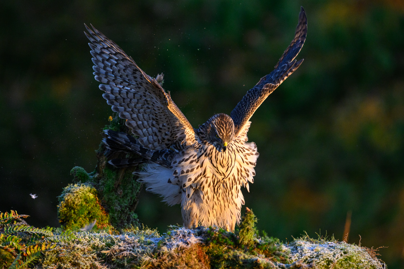 A young goshawk spreading wings